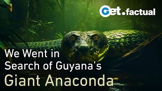 How we found a Giant Anaconda in Guyana  Wildlife Documentary [upl. by Adrahc220]