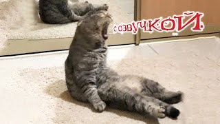 Приколы с котами С ОЗВУЧКОЙ  Самые СМЕШНЫЕ ЖИВОТНЫЕ Смешные коты и собаки [upl. by Nylirek616]