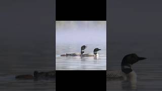 Sounds of Common Loon Calling  Gavia immer sounds [upl. by Eurydice584]