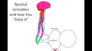 How Does Spinal Cord Injury Effect the Bladder [upl. by Eityak]