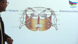 Structure du système nerveux [upl. by Rubens]