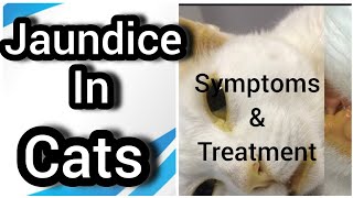 Jaundice in cats  Yellow skin  How to treat jaundice in cats  Signs causes amp treatment [upl. by Nallac]