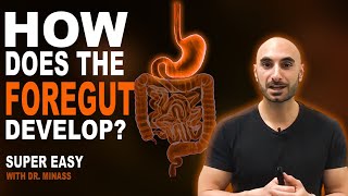 Embryology of the GIT I  Foregut Easy to Understand [upl. by Tania919]