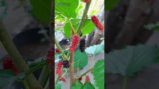 Mulberry Everbearing Tree Container Gardening [upl. by Herzen550]