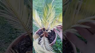 Le Cycas revoluta [upl. by Eniamzaj]