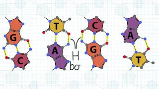 DNA Replication Animation [upl. by Oicnedif]