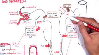 Nephrology  Physiology Reabsorption and Secretion [upl. by Peder949]