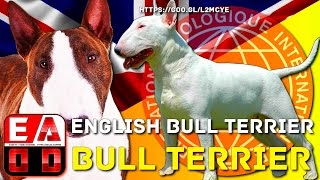 BULL TERRIER O BULL TERRIER INGLES  Historia de la RAZA características cuidados y salud EADD [upl. by Kcered381]