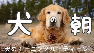 【犬のモーニングルーティーン】ゴールデンレトリーバーきんちゃんの朝！！ [upl. by Annawik]