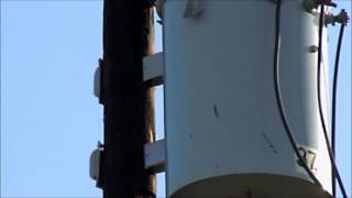 Woodpecker on Utility Pole [upl. by Niki]