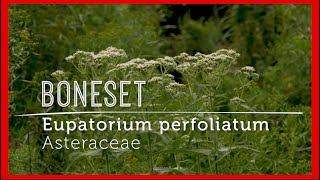 Meet BONESET Powerful IMMUNE BOOSTING Wildflower video lesson [upl. by Rhiamon678]