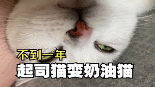 起司猫？不！她是纯纯的奶油猫！ [upl. by Nirot493]