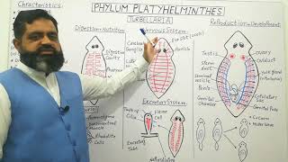 Phylum Platyhelminthes English medium profmasoodfuzail ClassTurbellaria  Anatomy of Planaria [upl. by Ilak436]