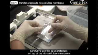 Western Blot  SemiDry transfer Video from GeneTex [upl. by Eiramyma988]