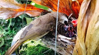 Mother Feeding Her Chicks in the Fern Pot 2 – Yellowvented Bulbul Family Bird Watching Ep6 [upl. by Euginomod]