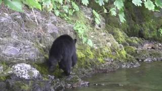 Black Bear on Klamath River [upl. by Ddej390]