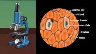 Demonstration of Stomata on a Leaf Peel  MeitY OLabs [upl. by Nived]