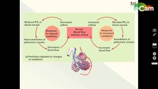 Ventilation Perfusion Coupling [upl. by Aiyot]
