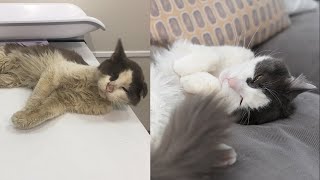 Street Cat Rescue Before and After [upl. by Amikan131]