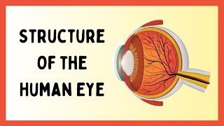 The Insane Structure of the Human Eye [upl. by Elleron96]