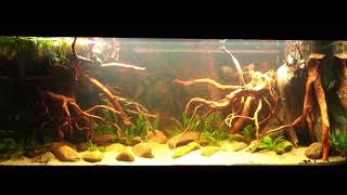 My 450l aquarium rescaped into an Amazon biotope Home for P Altum Orinoco [upl. by Emlen906]