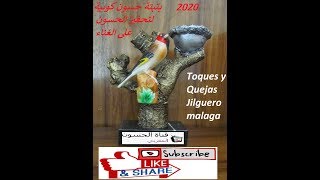 Toques y Quejas Jilguero malaga 2020 بتبتة حسون كوبية لتحفيز الحسون على الغناء [upl. by Edouard]