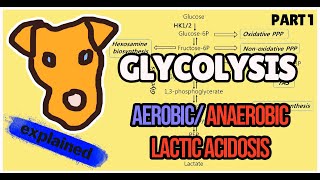 Glycolysis Biochemistry Explained Part 1 Aerobic and Anaerobic pathway Step 1 [upl. by Auberbach]