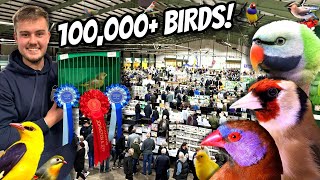 GIANT Bird Market in the UK  Stafford 2024 [upl. by Yenaled565]