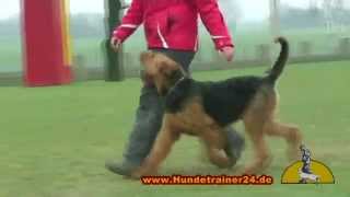 Obedience with Airedale Terrier quotArthus von Bella Donnaquot [upl. by Yrotciv]