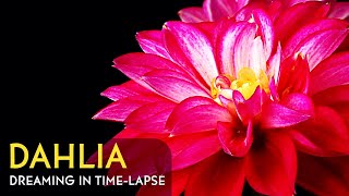 Red Dahlia Blooming  Daily Timelapse Clip [upl. by Gabriela]