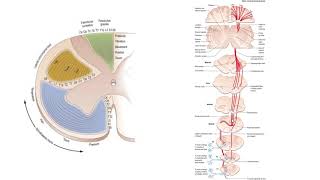 More detail on the corticospinal system [upl. by Modestia]