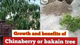 chinaberry tree growth and benefits of chinaberry or bakain treeHow to Grow bakain tree [upl. by Rondi]