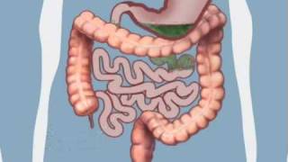 Understanding Bowel Function [upl. by Mccoy]