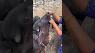 Caf ko kese mota takda kre animal cow feed dairy [upl. by Aven]