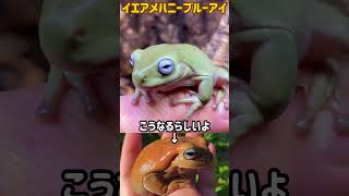 イエアメガエルハニーブルーアイ🐸🍯 [upl. by Ylenaj]