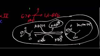 Biochemistry  Lactate Dehydrogenase [upl. by Eelidnarb657]