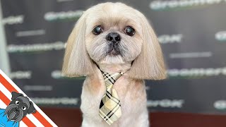 Stunning Shih Tzu Transformation  Calm Grooming Session Revealed [upl. by Anirac123]