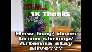 How to Keep Hatched Brine ShrimpsArtemia alivemyaquaworldin [upl. by Rohn]