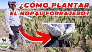 ¿CÓMO PODAR EL NOPAL FORRAJERO  Rancho Cinco Talentos  Zacatecas [upl. by Ahola118]