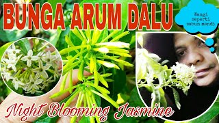 BUNGA ARUM DALU BUNGA WANGI DI MALAM HARI  Night Blooming Jasmine ● Cestrum Nocturnum [upl. by Naelopan]