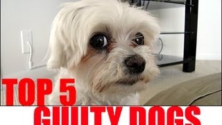 Top 5 Guilty Dogs [upl. by Lednyc]