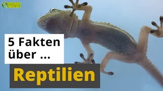 5 Fakten über Reptilien Chamäleon Gecko Schlange amp Co  TierDoku für Kinder [upl. by Aneehsak659]