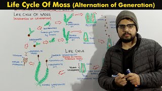 Life Cycle Of Moss Bryophytes Alternation of Generation [upl. by Copp]