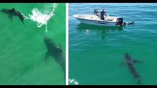 Great White Shark Approaches Spear Fishermen In One of the Closest Encounters Yet [upl. by Earaj20]