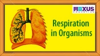 Respiration in Organisms [upl. by Noived427]