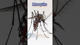 Mosquito quotPronunciationquot mosquito englishgrammar vocabulary accent englishlanguage [upl. by Nodaj]