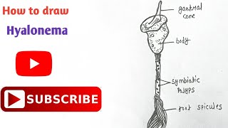 How to draw Hyalonema Diagram  Phylum Porifera  step by step  Easy diagram  hyalonema [upl. by Snowber]