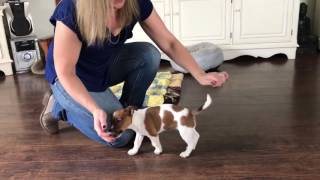 Jack Russell puppy training 9 weeks [upl. by Hildebrandt94]