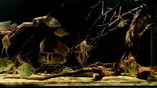 Creation II  Altum Biotope Themed Aquarium [upl. by Mark]