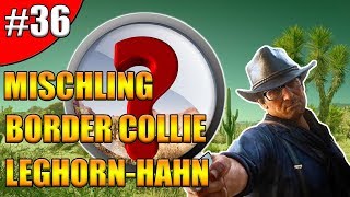 Border Collie  Mischling  LeghornHahn  RDR2 Zoologe  Unter die Haut  36 [upl. by Sheffie]